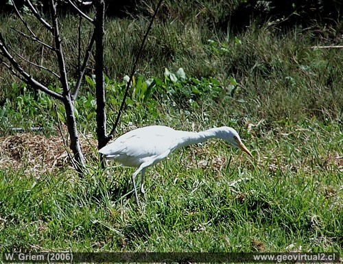 garza en Atacama, Chile
