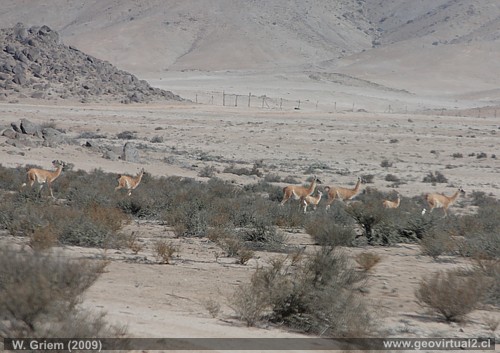 Guanacos