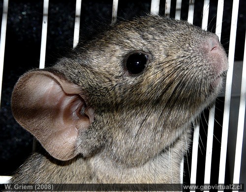 Rata Chinchilla, Abrocoma en Atacama, Chile