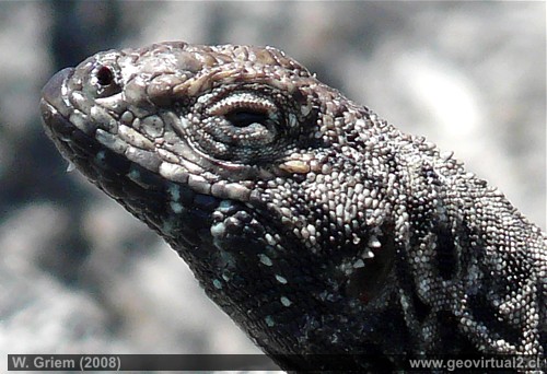 Lagartija o Lagarto en Atacama