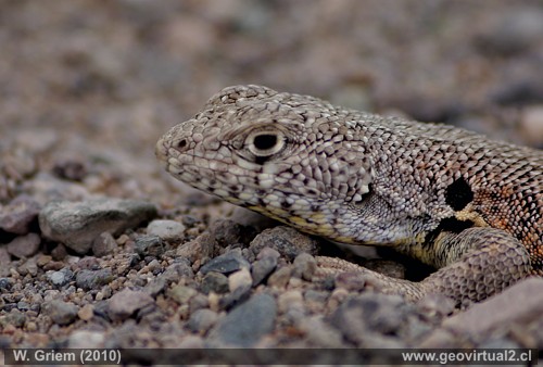 lagartija cerca de la Panamericana