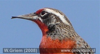 Una Lleuca más cercana (Atacama, Chile)