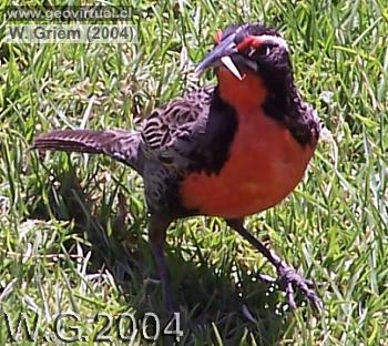 Foto: Lleuca en el Valle Copiapó / Atacama (Chile)