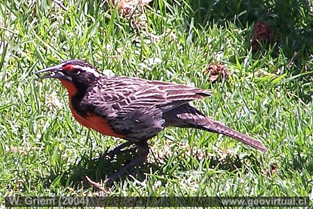Foto: Lleuca en el Valle Copiapó (Chile / Atacama) 