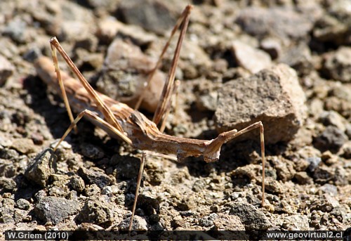 Palote - Palito - Orthoptera Phasmatidae 