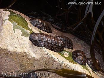 Apretador: Grupo de Poliplacophoras en el sector Litoral de Atacama