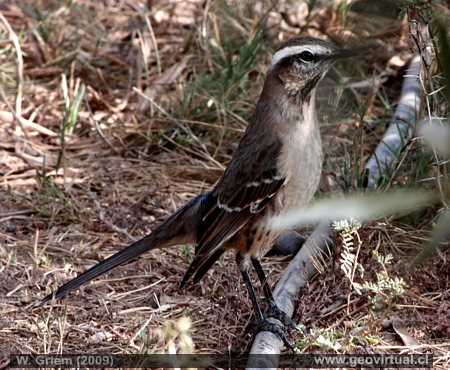 Singdrossel in Atacama, Chile