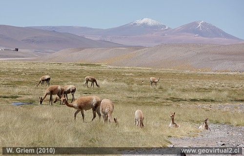 Vicuñas en Ciénaga Redonda - camino a Laguna Negro Francisco