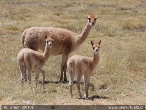 Vicuñas