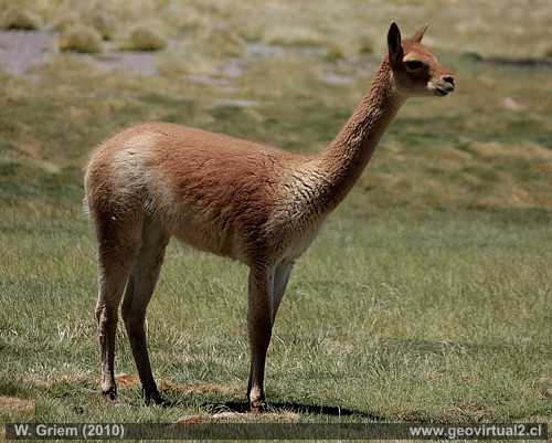 Vicuña joven
