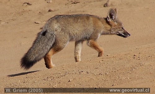 Foto: Zorro del Desierto (Atacama/Chile)