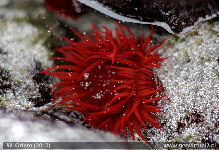 Animales de Atacama: Anémona del mar