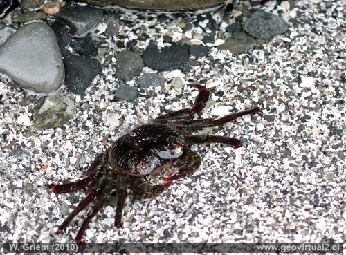 Cangrejo, Atacama - Chile
