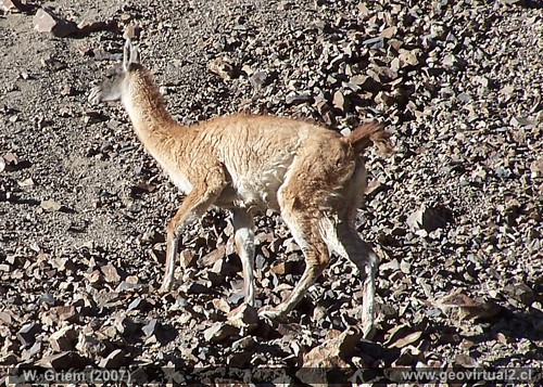 guanaco en Atacama, Chile