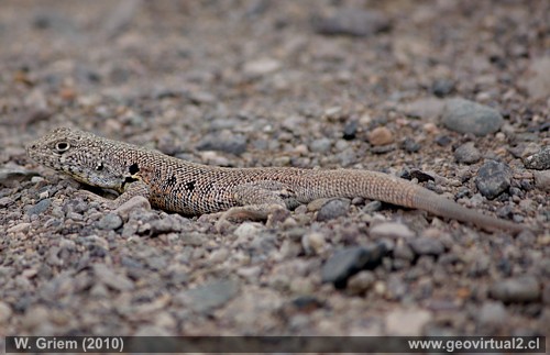 Lagartija en Atacama