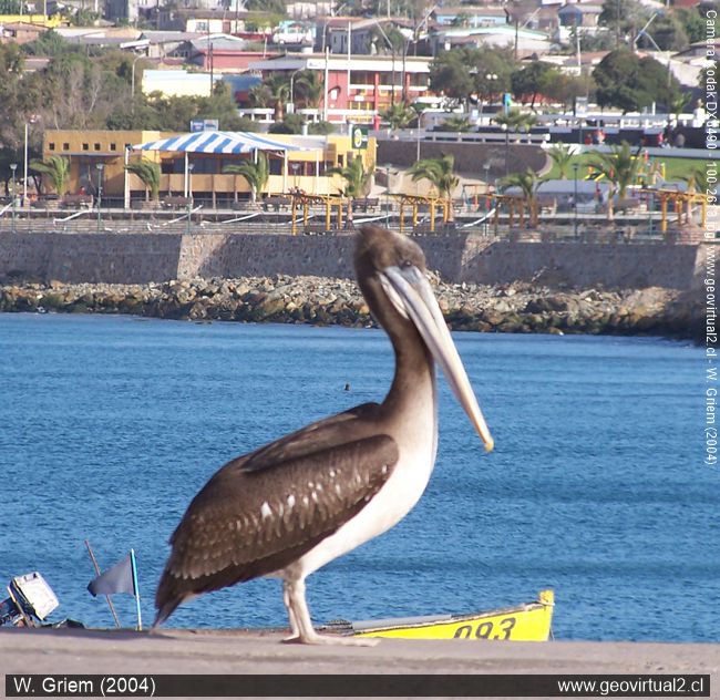 Pelícano en Huasco (Región Atacama / Chile)