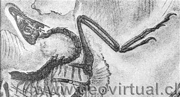 Archaeopteryx Simensii Dames (Haas, 1902)
