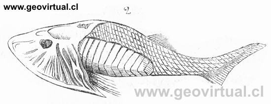 Cephalapsis Lyelii publicado de Burmeister (1851)