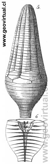 Apiocrinus rotundos según Burmeister, 1851