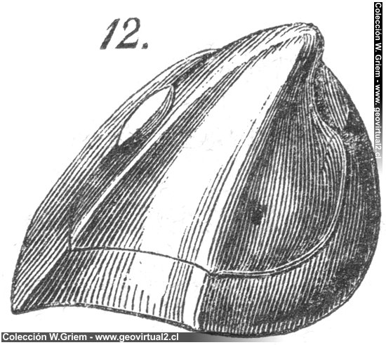 Myophoria vulgaris - de Burmeister, 1851