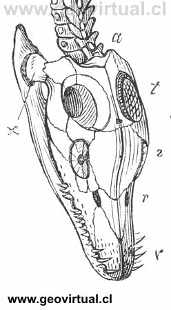 cabeza de un plesiosauro