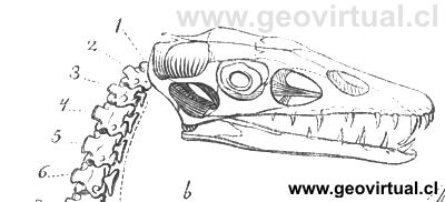 Pterodactylus crassirostris de Burmeister, 1851