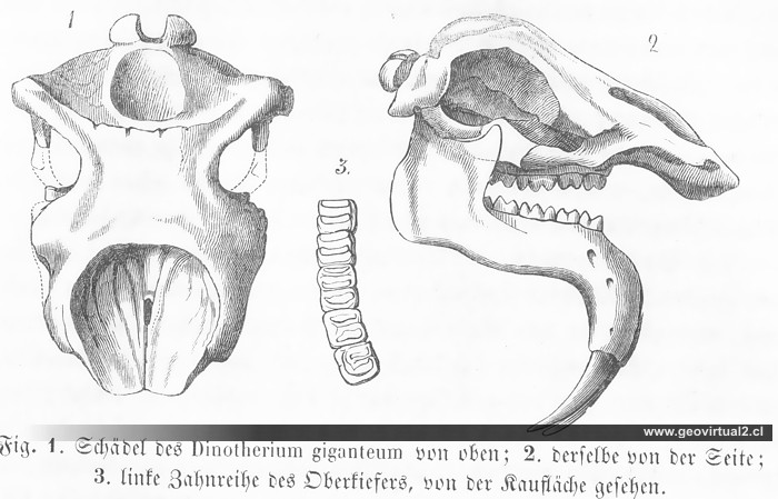 Dinotherium giganteum - Deinotherium