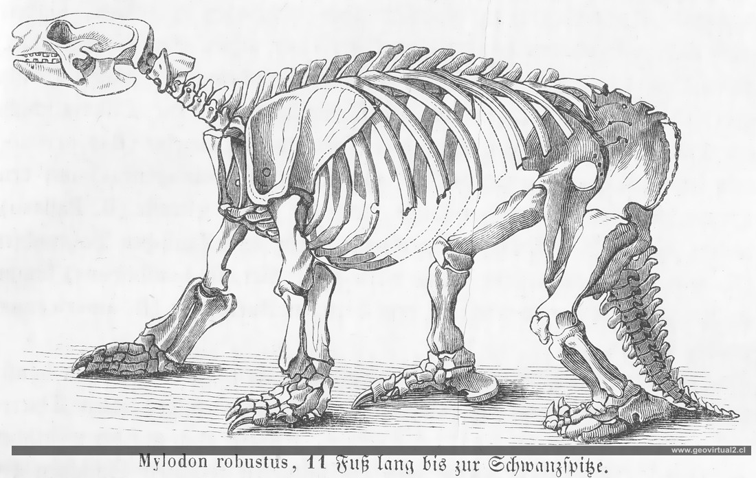 Burmeister: Milodon