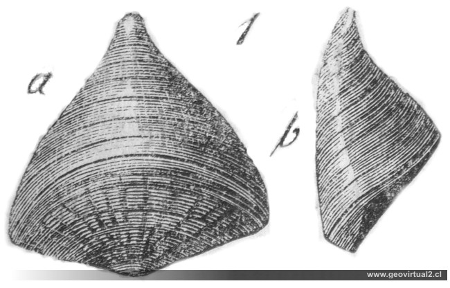 Braquiópodo: Calceola