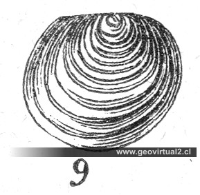 Posidonia Bronnii (Burmeister)