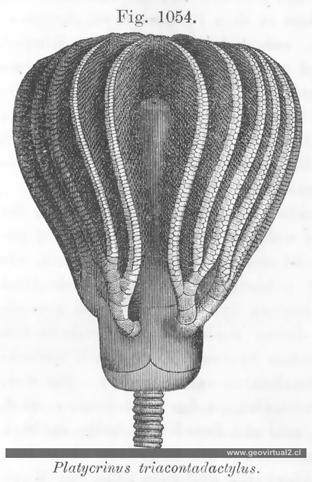 Platycrinus triacontadactylus (Vogt, 1866)