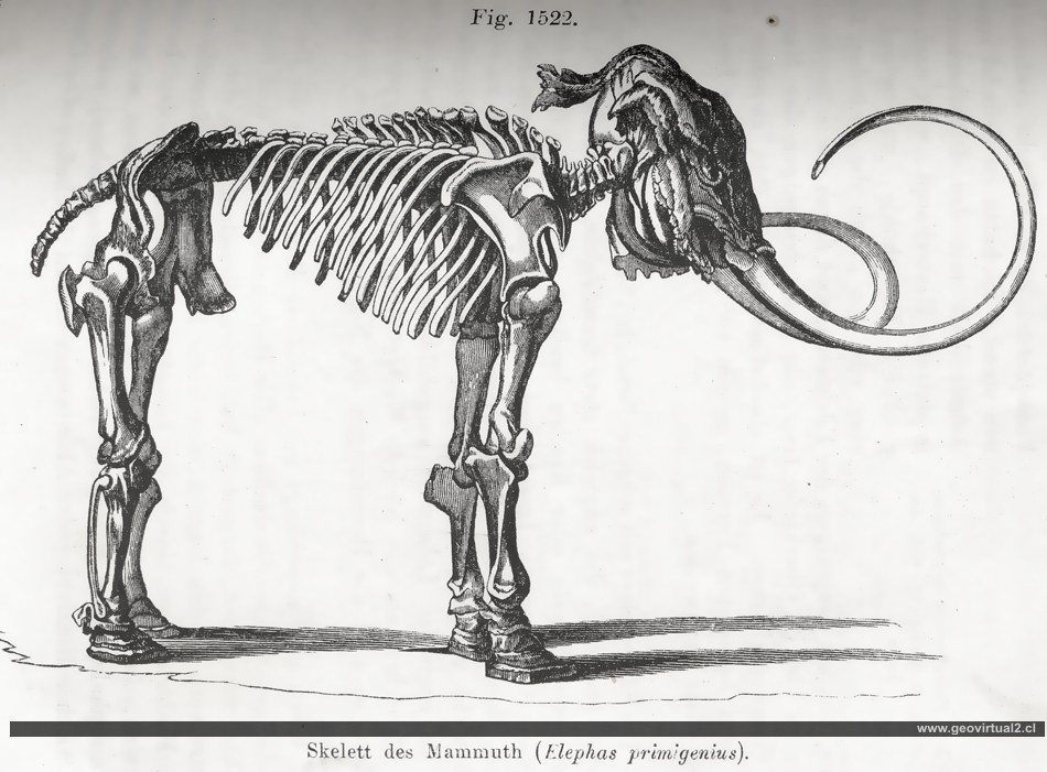Mammut, Mamut, Elephas