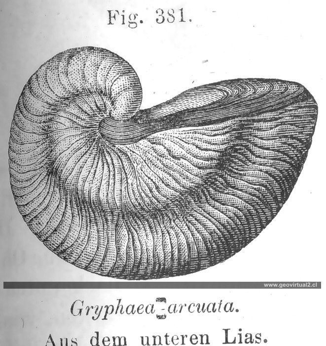 Gryphaea arcuata