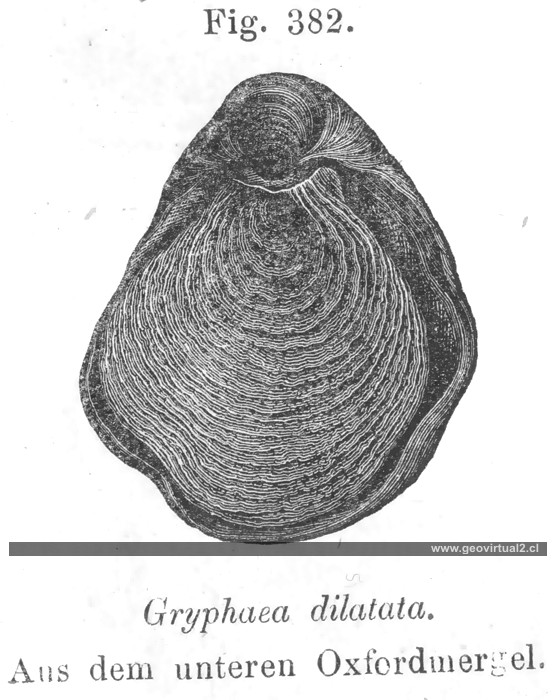 Gryphaea dilatata