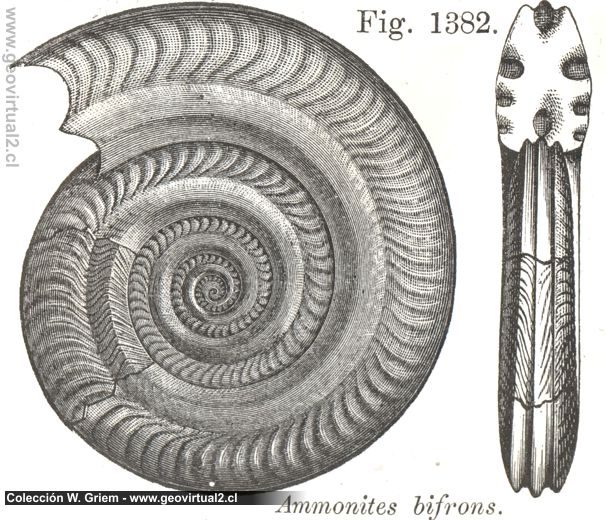 Hildoceras bifrons de Vogt, 1866