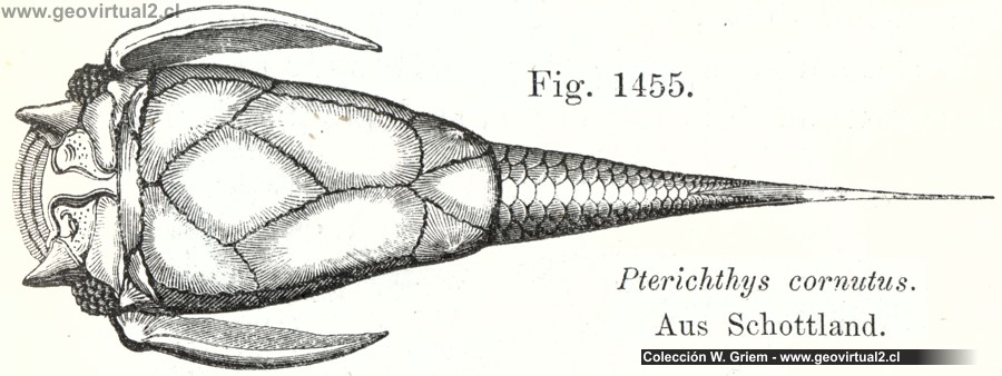 Carl Vogt (1866): Pterichthys cornutos: Bothriolepis
