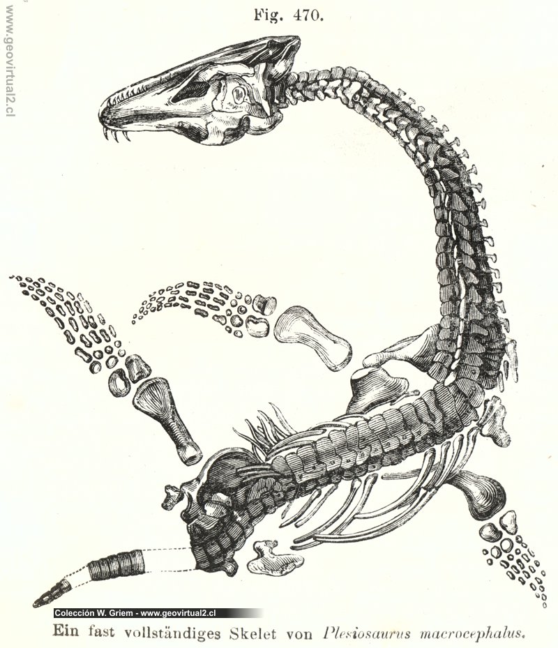 Carl Vogt (1866): Plesioraurus macrocephalus esqueleto