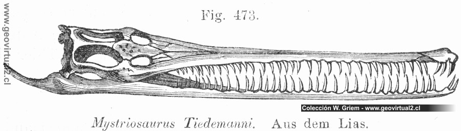 Mystriosaurus de Vogt, Steneosaurus