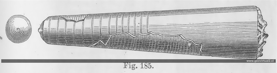 CREDNER (1891): Orthoceras timidum