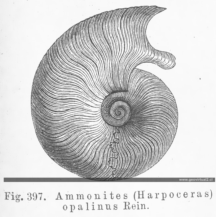 Credner, ammonite Harpoceras