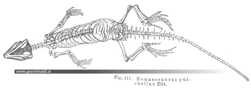Homaeosaurus