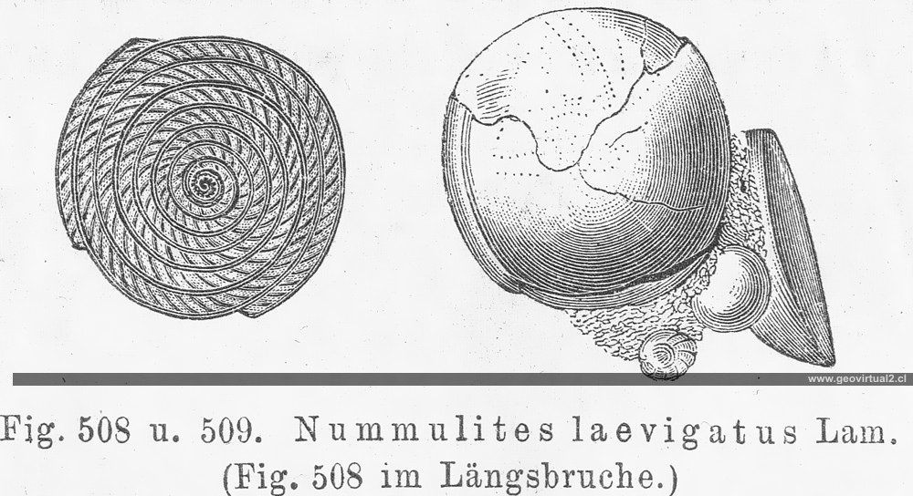 Nummulites de Credner