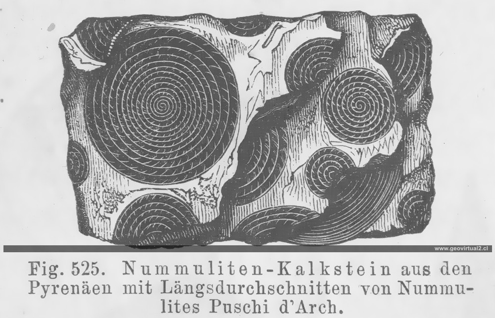 Credner - Nummulites