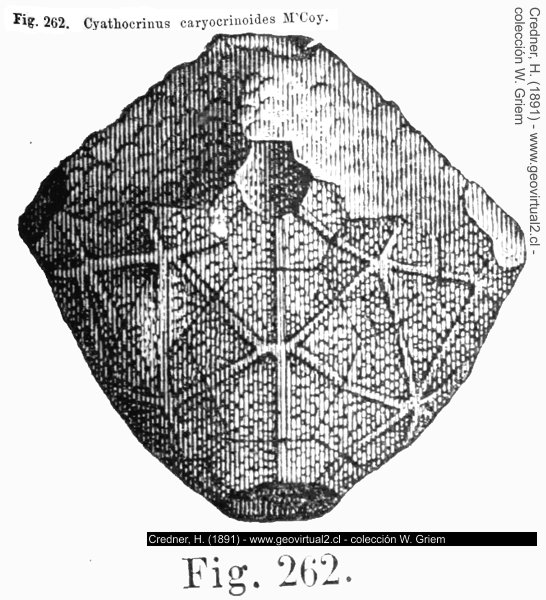 Credner: Cyathocinus