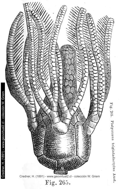 Platycrinus de Credner, 1891