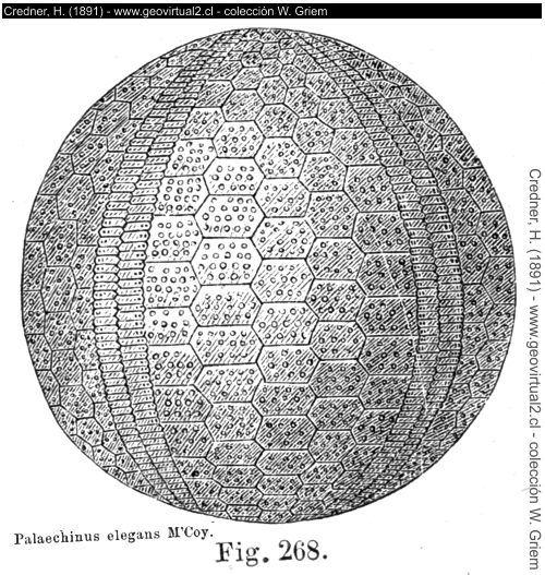Palaechinus de Credner