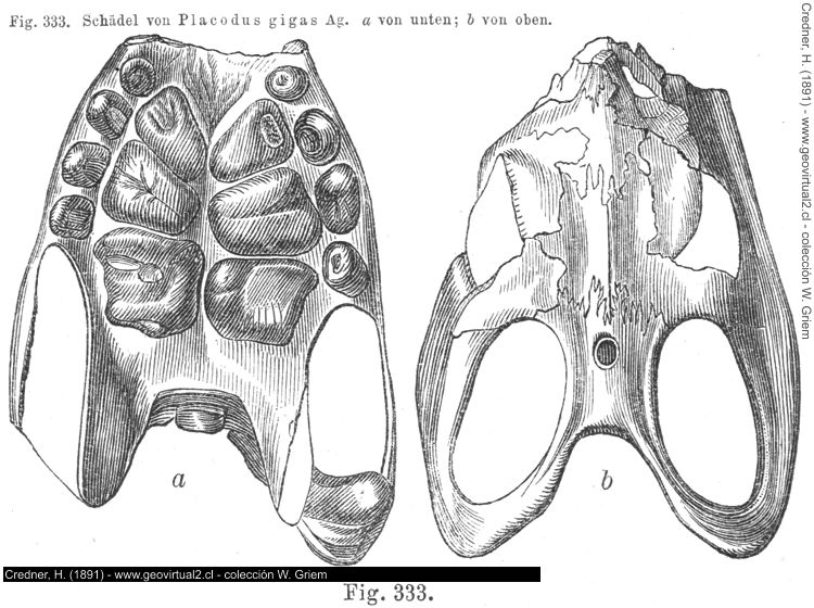Placodus gigas de Credner, 1891