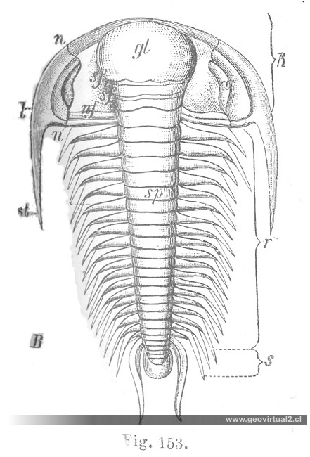 Trilobites: Paradoxides Bohemicos