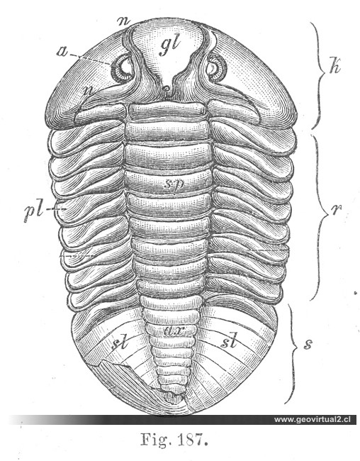 Asaphus expansus: Trilobite de Credner