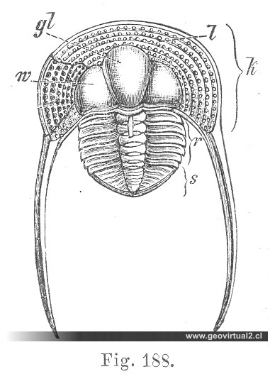 Trinucleus ornatus: trilobites; de CREDNER, 1891